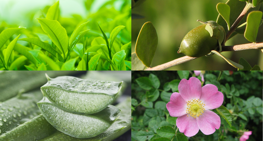 Organic Cosmetics: Are They Really Better? Here Are The Facts.