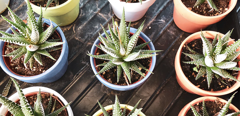 DIY Aloe Face Masks