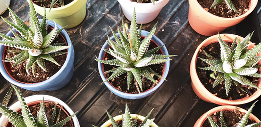 DIY Aloe Face Masks