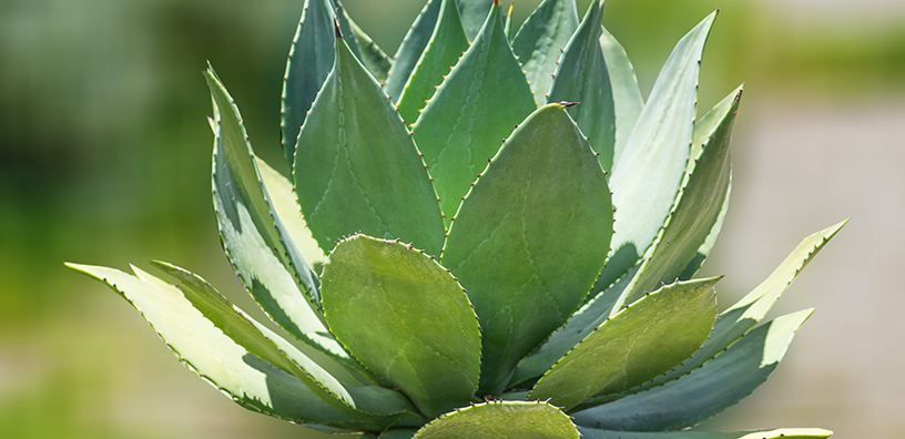 5 Easy Ways to Use Aloe