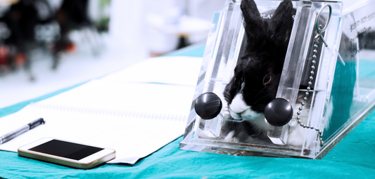 6 Reasons to go cruelty free now
