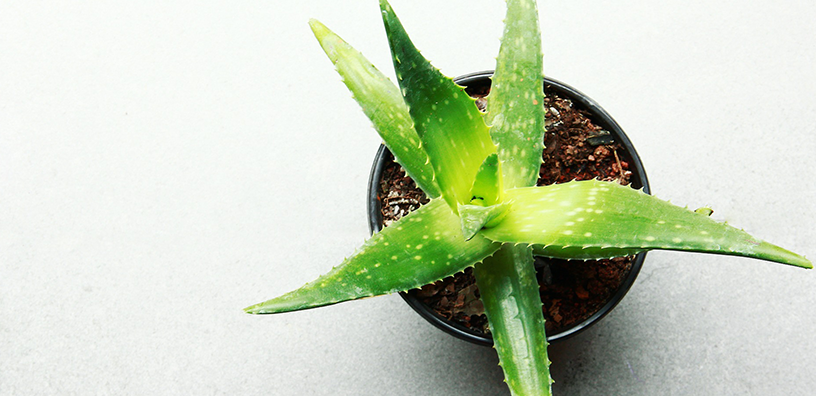 5 Amazing Uses for Aloe Vera Gel