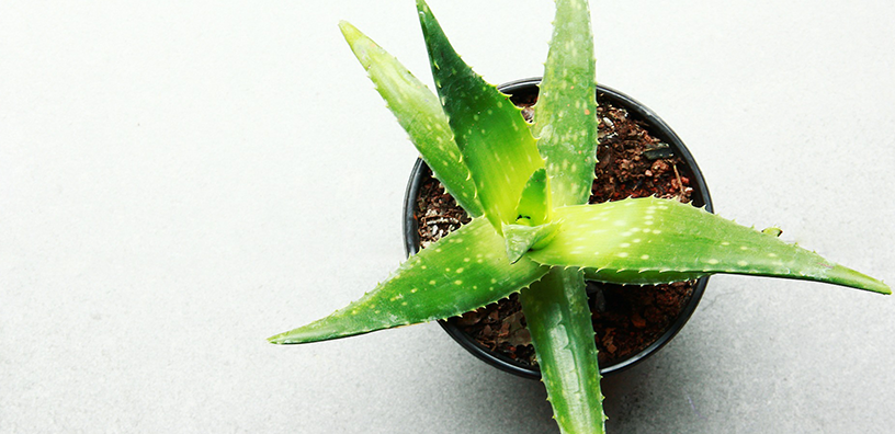 5 uses for aloe vera gel at Aloe Infusion